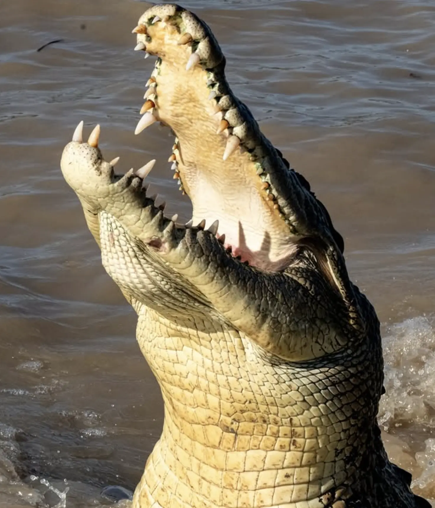 Physical Characteristics: The Slimline Croc